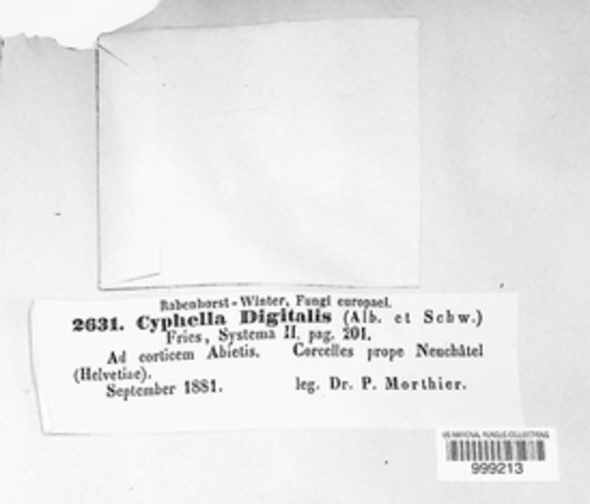 Cyphella digitalis image